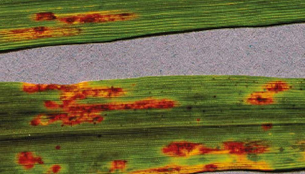 Leaf spot symptoms on oats (short brown stripes with purple edges)